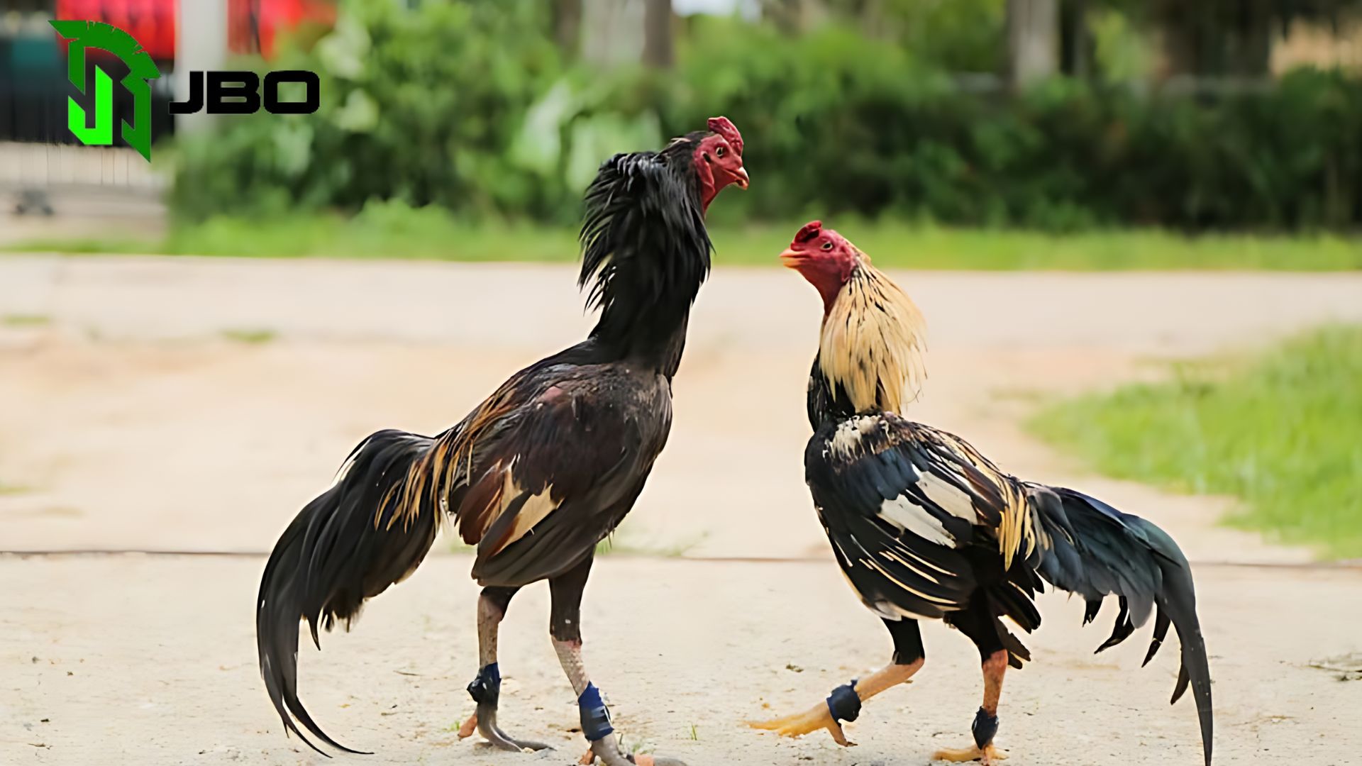 Nguyên Tắc Đá Gà Cựa Dao JBO